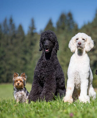 Quelle est l'importance du toilettage de votre animal de compagnie ?