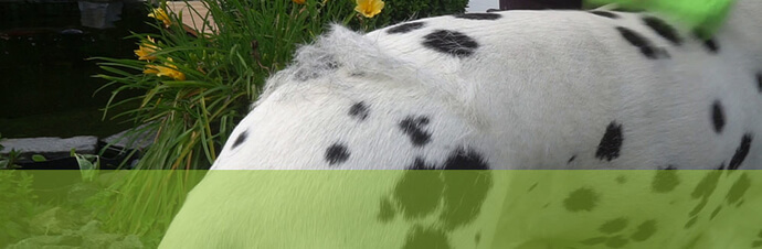 Changement de poils pour votre chien ou votre chat