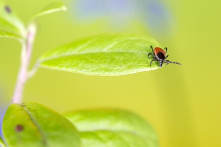 ixodes ricinus 4834286 1920.jpg